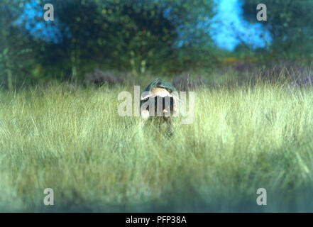 Frau sitzt im hohen Gras, Blick durch ein Fernglas Stockfoto