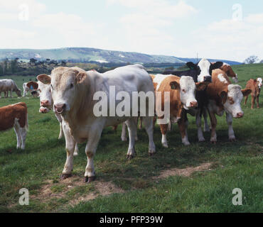 Ein Rind (Bos taurus) unter mehrere Kühe Stockfoto