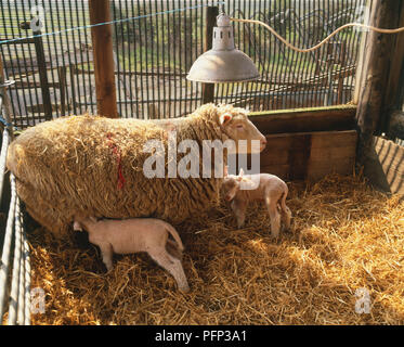 Zwei Lämmer, Ewe, einem Lamm Fütterung, in der Scheune. Stockfoto