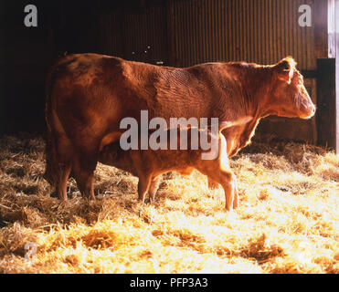 Kuh, Kalb, Fütterung, Scheune. Stockfoto