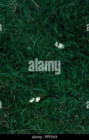 Achillea millefolium (Schafgarbe), kleine weiße Blumen auf Rasen Stockfoto
