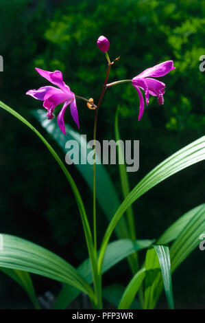 Bletilla striata, auch bekannt als Bletilla hyacinthina, Orchidee mit Lanzenförmige Blätter und magenta Blumen Stockfoto