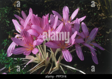 Colchicum autumnale (Herbst Crocus), Cluster von lila Blumen Stockfoto