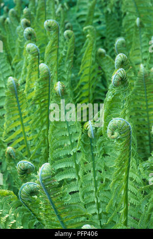 (Matteuccia struthiopteris Ostrich fern), Farne Curling über an den Spitzen, close-up Stockfoto