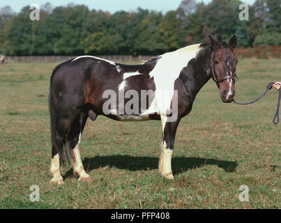 Skewbald Pony, mit schwarzen und weißen Fell, Seitenansicht. Stockfoto