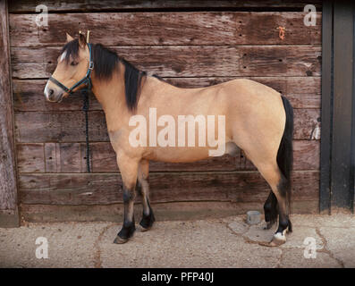 Dun Pony mit hellen und dunklen braunen Fell, Seitenansicht. Stockfoto