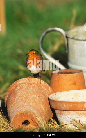 Europäische Rotkehlchen, Erithacus rubecula, Hocken am Rande von Blumentopf in Garten, close-up. Stockfoto