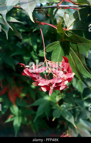 Acer palmatum 'Osakazuki', in der Nähe von Laub ahorn Baum gelappt, grüne Blätter und single, hängend corymb von Rot, geflügelte Früchte Stockfoto