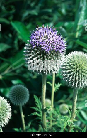 Echinops ritro (Globe Thistle), violett-blaue Blume Kopf Stockfoto