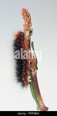 Garden Tiger Moth (arctia Caja) Caterpillar auf Schaft mit Knospen Stockfoto