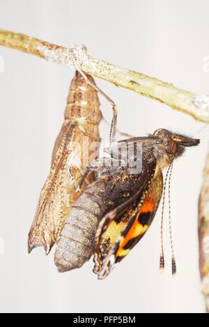 Schmetterling kleiner Fuchs (Nymphalis urticae), frisch geschlüpfte, auf Cocoon hängend, Seitenansicht Stockfoto