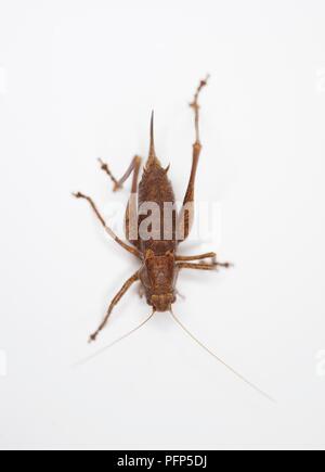 Dunkle bush Cricket (Pholidoptera griseoaptera), Ansicht von oben Stockfoto