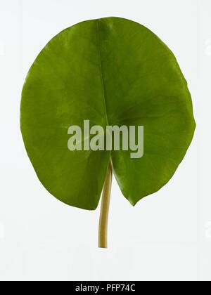 Nymphaea alba (Weiße Seerose) Blatt Stockfoto