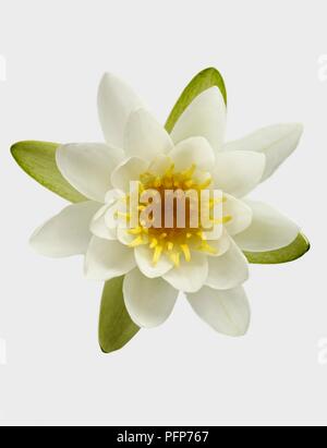 Nymphaea alba (Weiße Seerose) Blütenstand Stockfoto