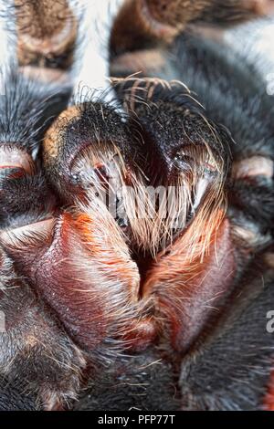 Mexikanische rot-Kneed Vogelspinne (Brachypelma smithi), close-up auf giftige Reißzähne Stockfoto