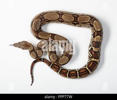 Gemeinsame Boa (Boa constrictor Imperator) Schlange mit natürlichen Muster auf der Haut, die Zunge heraus Stockfoto