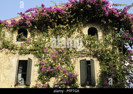 Italien, Lombardei, Lago di Garda oder Garda (Gardasee), Stadt Sirmione, lila Bougainvillea auf der Fassade eines Hauses Stockfoto