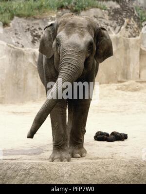 Asiatischer Elefant (Elephas maximus) in Beton zoo Gehäuse mit Mist im Hintergrund Stockfoto