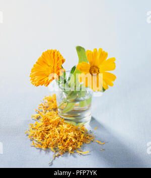 Calendula offocinalis, Pot marigold Blumen in Wasser, getrocknete Blütenblätter um ihn herum verstreut. Stockfoto