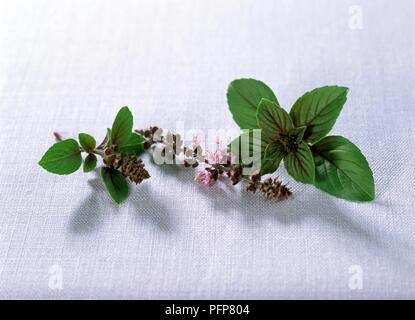 Ocimum basilicum 'African Blue' (Basilikum), frische Zweige mit Blättern und rosa Blüten Stockfoto