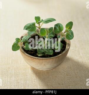 Origanum heracleoticum, auch bekannt als hirtum Origanum vulgare (Griechischer Oregano), Wachsen in der Schüssel Stockfoto