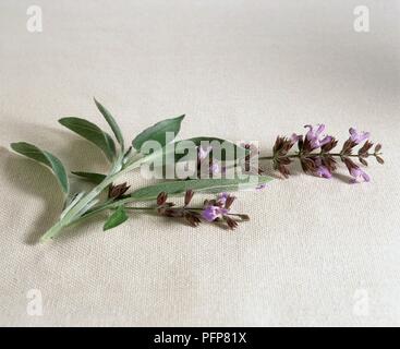 Salvia fruticosa (griechische Sage), frischen Zweig von Blättern und lila Blüten Stockfoto