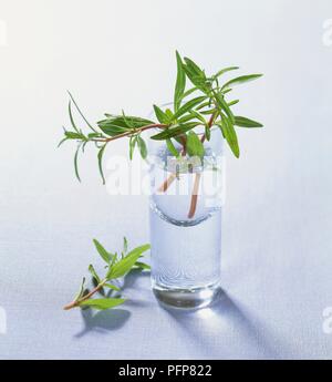 Hortensis Satureja (Bohnenkraut), frische Zweige in Glas Wasser Stockfoto