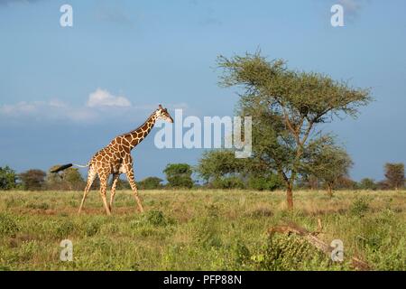 Kenia, Meru National Park, Netzgiraffe (Giraffa Camelopardalis reticulata) im Grünland Stockfoto