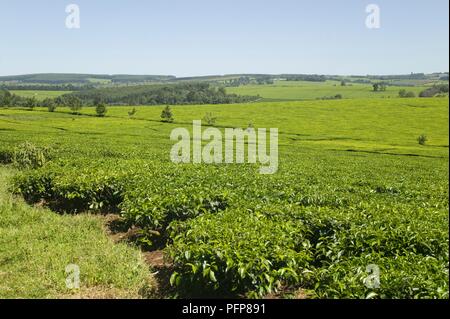 Kenia, in der Nähe von Kericho, Teeplantagen Stockfoto