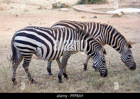 Kenia, Maralal National Sanctuary, paar Burchell's Zebras grasen, Seitenansicht Stockfoto
