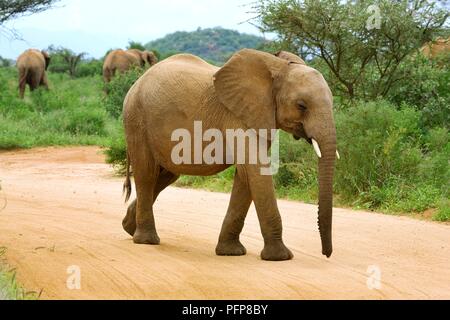 Kenya, Samburu National Reserve, junger afrikanischer Elefant (Loxodonta africana) überfahrt-Straße, andere Elefanten im Hintergrund Stockfoto