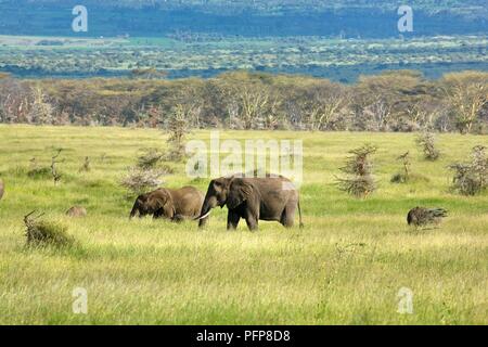 Kenia, Lewa Downs, Afrikanische Elefanten (Loxodonta africana) wandern durch Wiesen Stockfoto