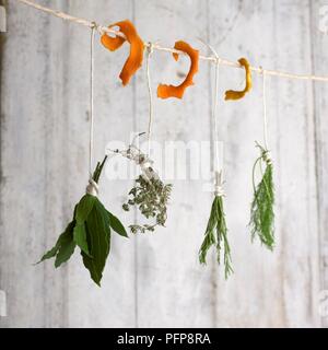 Bündel von Kräutern, einschließlich Lorbeer, Rosmarin und Dill und Streifen von Orange Peel an Fäden aufgehängt zum trocknen Stockfoto