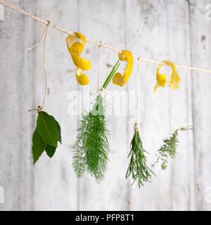 Bündel von Kräutern, einschließlich Lorbeer, Rosmarin und Dill und Streifen Zitronenschale an Fäden aufgehängt zum trocknen Stockfoto
