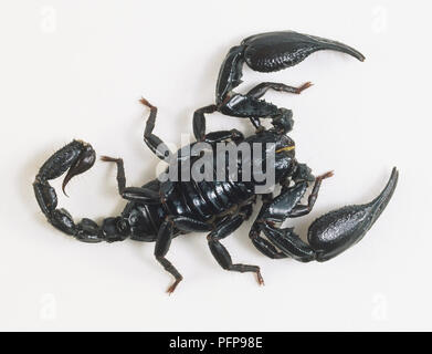 Kaiser Scorpion (Pandinus imperator), Ansicht von oben Stockfoto