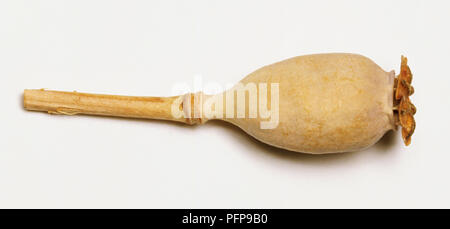 Papaver hybridum, Braun oval geformten Schlafmohn Kapsel. Stockfoto