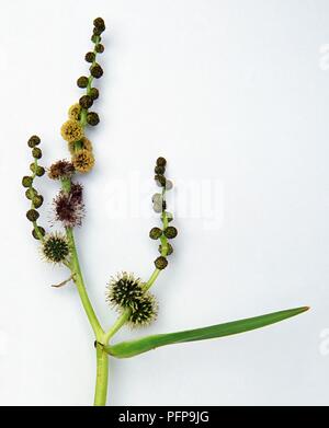 Sparganium erectum (Verzweigten bur - Reed), verzweigte Stängel mit blütentrauben und Blatt, close-up Stockfoto