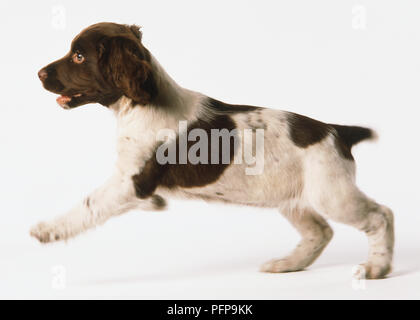 Springer Spaniel Welpe (Canis familiaris), Springen Stockfoto