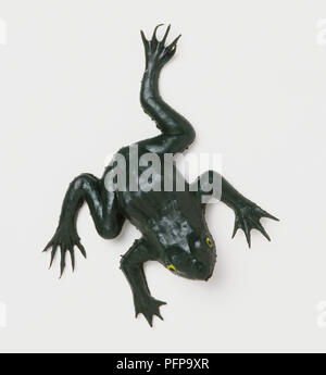 Spielzeug Plastic Frog, Ansicht von oben. Stockfoto