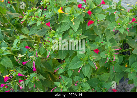 Close-up roten und gelben Blumen von zierpflanzen Mirabilis jalapa Werk in blauen Stunden Sommertag. Stockfoto