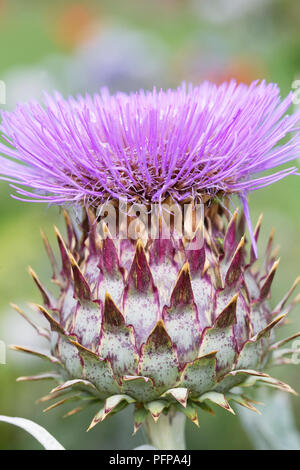 Cynara cardunculus. Cardoon wächst in einer krautigen Grenze. Stockfoto