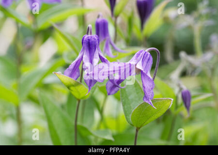 Clematis integrifolia Blumen. Stockfoto