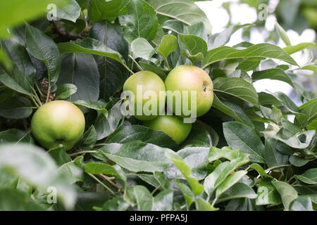 Malus Domestica" George Neal' Obst. Apple 'George Neal' auf dem Baum. Stockfoto