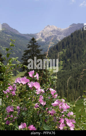 Gemeinsame Malve (Malva Sylvestris) in der Nähe von Mittelberg, Kleines Walsertal, Österreich Stockfoto