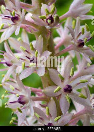 Nahaufnahme der Blumen in der Spitze der Sommer blühen, Südafrikanische Ananas Lily, Eucomis comosa Stockfoto