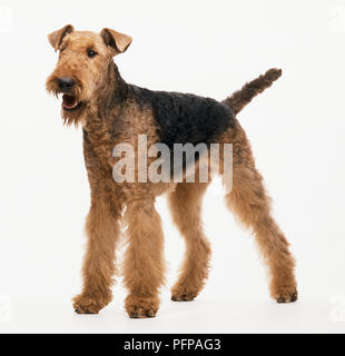 Airedale Terrier Stockfoto
