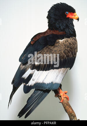 Profil von Sie Adler mit schwarzem Kopf und braunen, weißen und grauen Federn thront auf einem Zweig Stockfoto