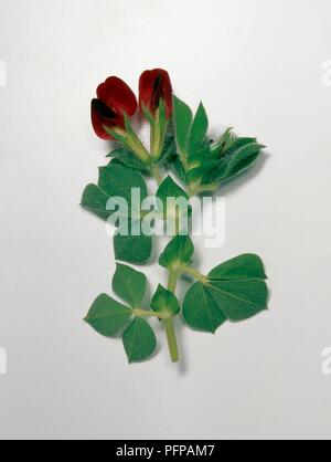 Tetragonolobus purpureus (geflügelte Pea) mit roten Blumen und grüne Blätter Stockfoto