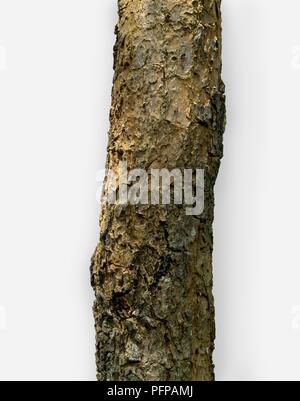 Strukturierte Rinde von Pterocarpus santalinus (Rotes Sandelholz) Stockfoto