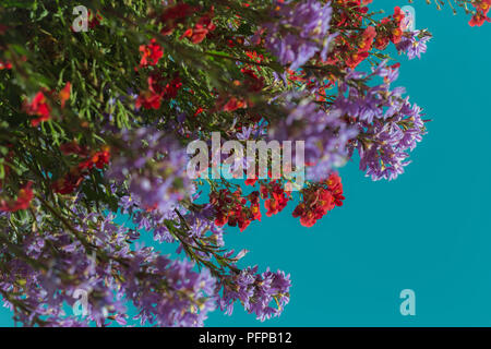 Bunte Vielfalt von Blumen blühen in einem hängenden Blumenkasten mit einem blauen Himmel Hintergrund Stockfoto